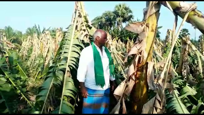 Banana trees worth Rs 3 crore damaged due to heavy rains and gales in coimbatore