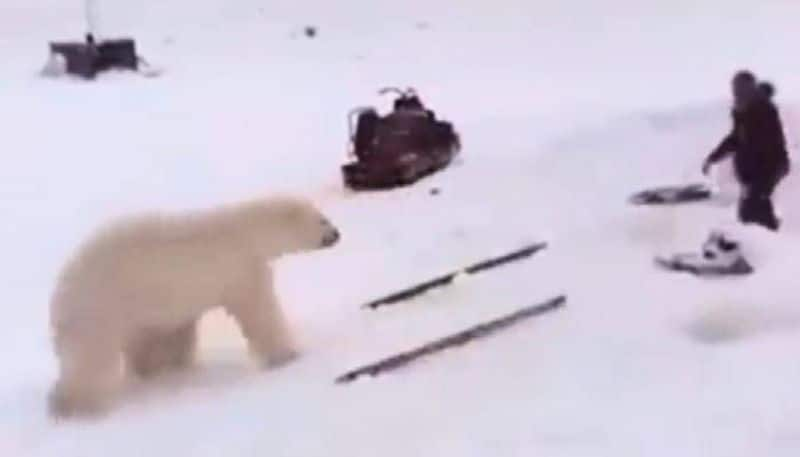 man fights with polar bear with sticks rlp