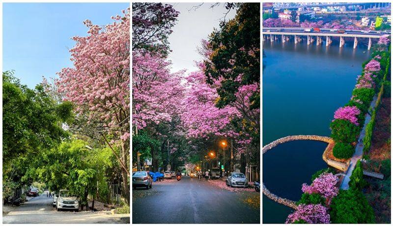 Bengaluru bloom with spectacular flowering trees skr