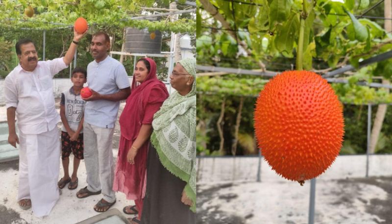 ramesh chennithala visit Muhammad Rafi's gac fruit farm joy