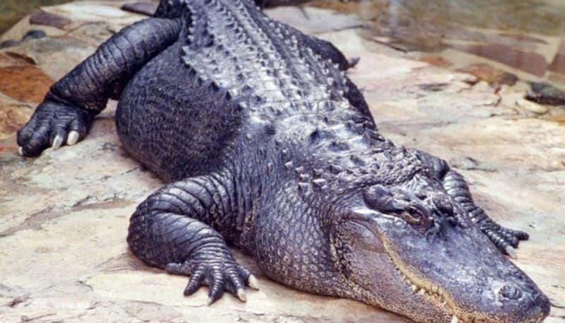 body of two year old boy found in alligators mouth hyp