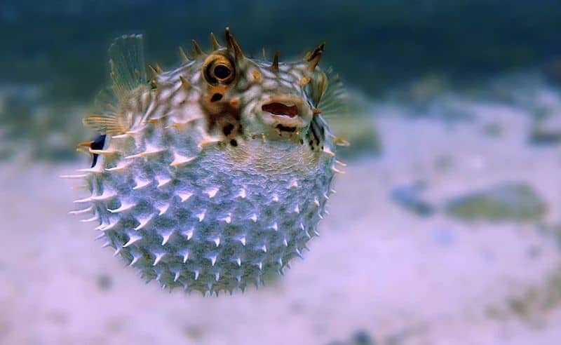 Woman Dies, Husband In Coma After Eating This Deadly Puffer fish In Malaysia