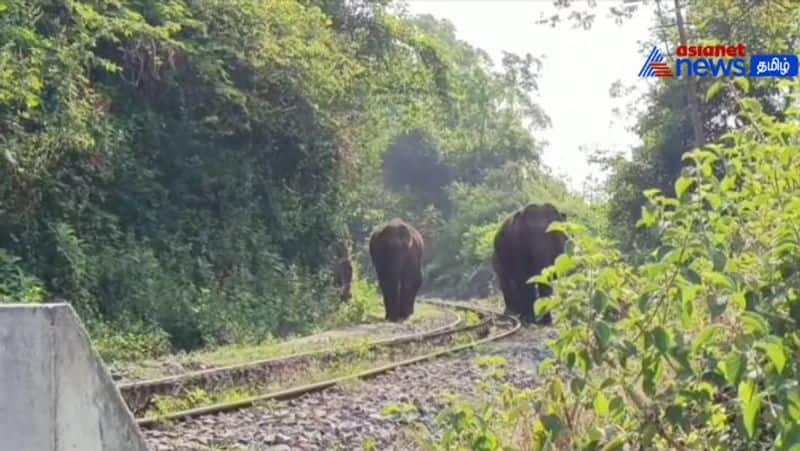 A wild elephant that picked jackfruit and ate it! - People panic because of the jolly strolling leopard near coonoor