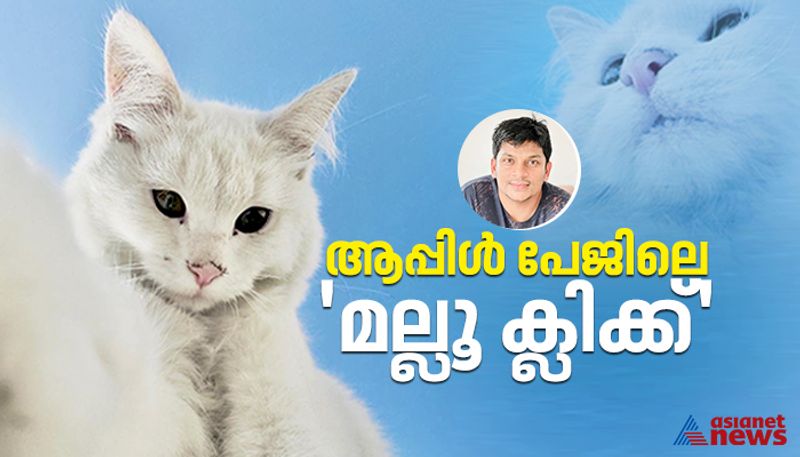 Malayali behind the viral cat on Apple's Instagram page bkg