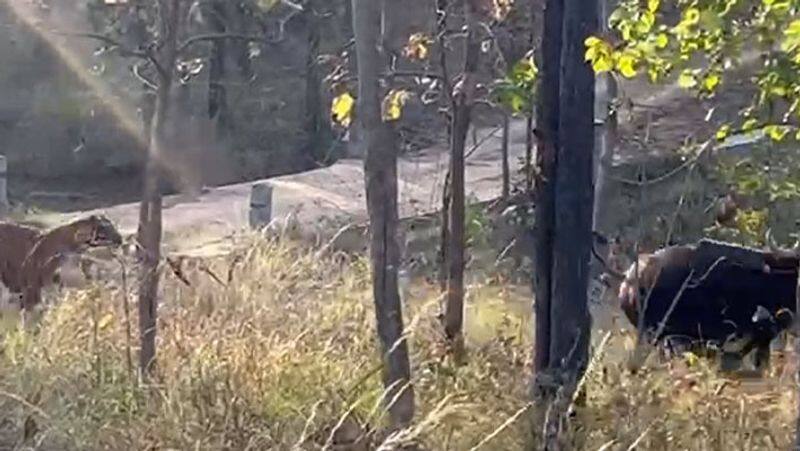 A tiger chasing a bison in mudhumalai forest- Tourists who took pictures 