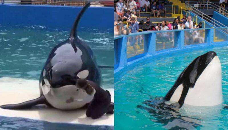 lolita the orca has been in captivity for 52 years now she may be returning to the ocean rse