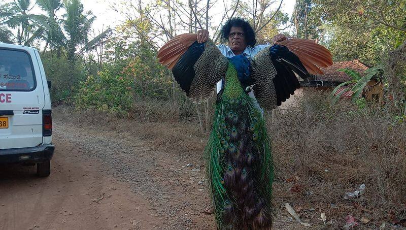 Death of Peacock due to electric shock Dead animals and birds cannot be cremated sat