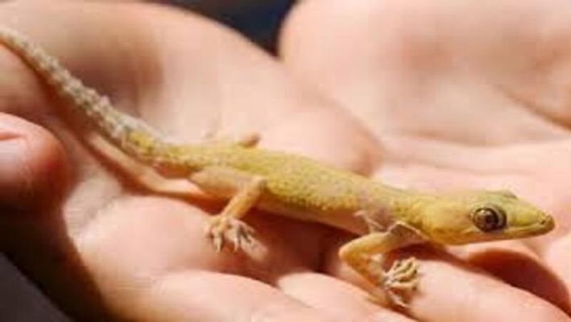 Toddler was found dead with a lizard in his mouth in Chhattisgarh Vin