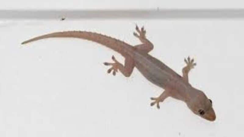 Vastu Tips If you see a lizard as soon as you enter a new house jump with joy skr