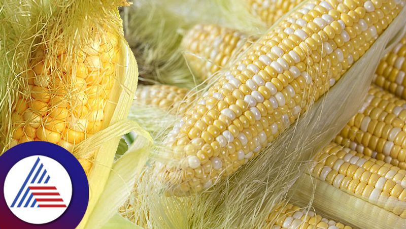 Healthy Food  Corn Silk Benefits How To Make Tea From Corn Silk 