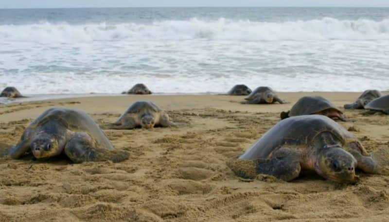 Olive Ridley turtle hatchlings released into the sea in  Sirkazhi etj