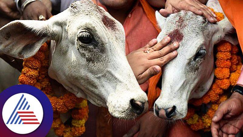 Significance of feeding roti with turmeric to cow pav