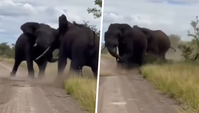 Video of two elephants ferociously fighting with each other shocks netizens - gps