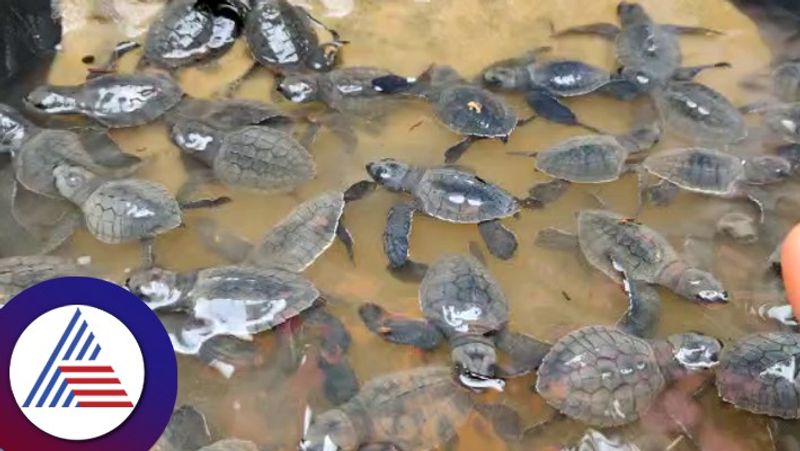 Little sea turle belonging to the sea at honnavara uttara kannada rav