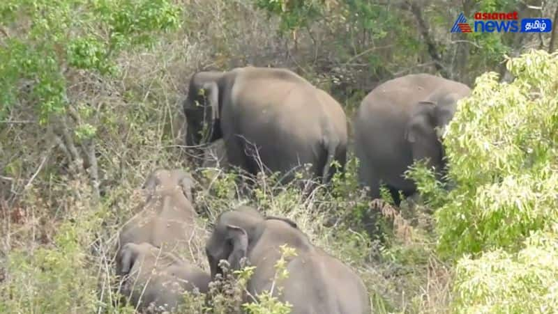 Elephants held on near Berijam Lake in Kodaikanal, Temporary ban for tourists!