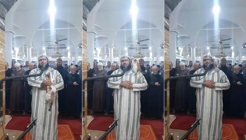 Cat Jumps On Imam While Ramadan Prayers In Algeria Video Goes Viral - bsb