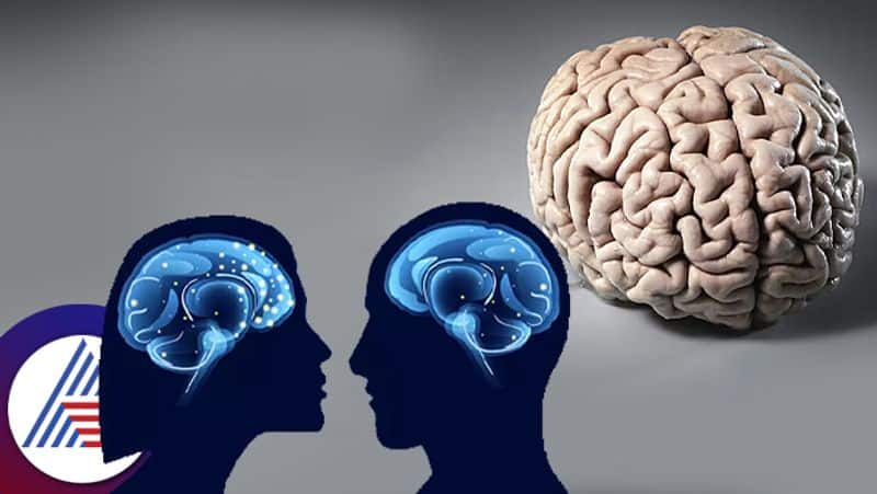 Health Tips, Women brain is smaller than men brain 