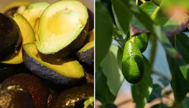 Three useful health benefits of having avocados in your daily diet vma