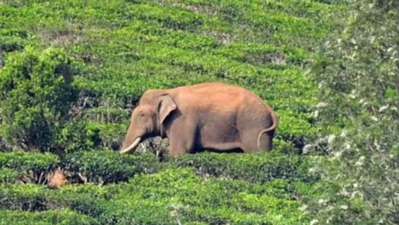 former notorious wild tusker Arikomban on new diet with leaf and grass says tN forest 