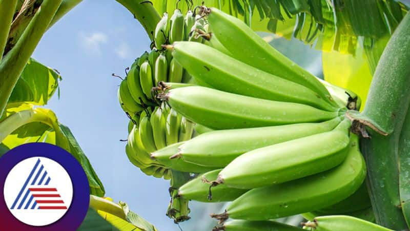 Green Banana For High Cholesterol How To Eat