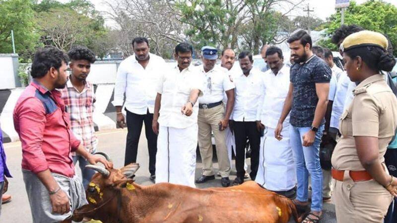 Cow got into a road accident! Minister nasar help