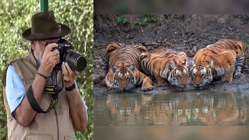 Prime Minister Narendra Modi captures Bandipur tiger on camera safari details sat