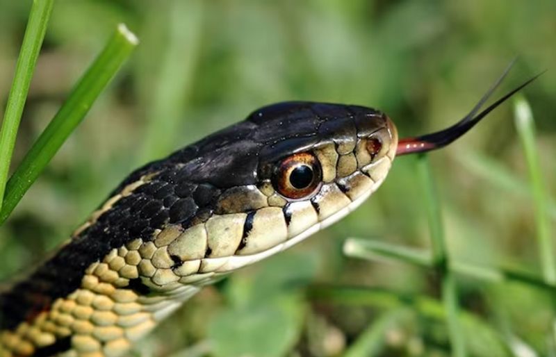 snake bites up woman husband brings the reptile to hospital ash