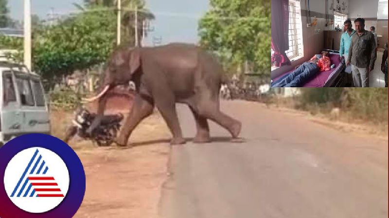 wild elephants threat in Channagiri Forest department advises villagers to be alert at davanagere rav