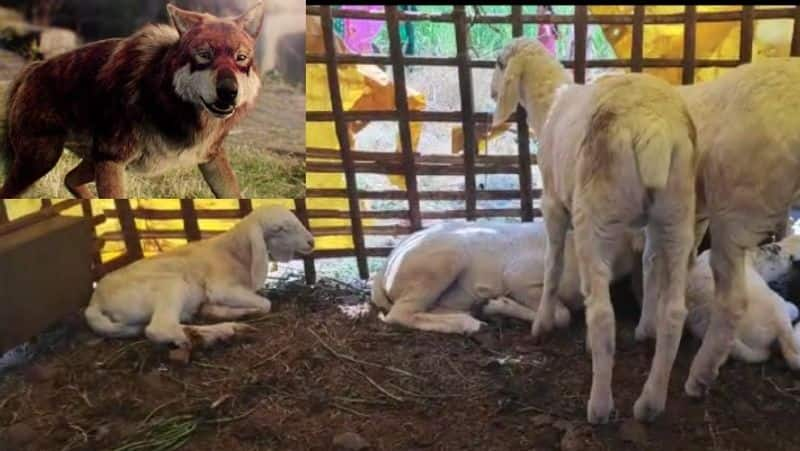 Belagavi Madihalli Village wolf ate 15 sheep in two hours sat