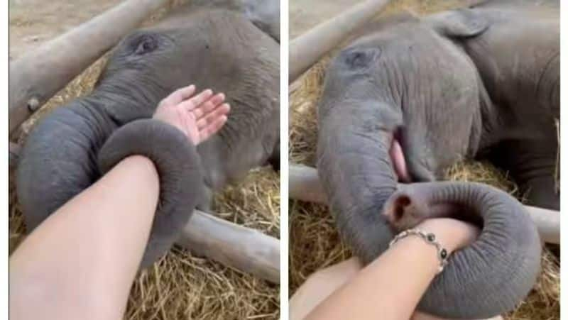 Baby elephant holds its human hand video goes viral