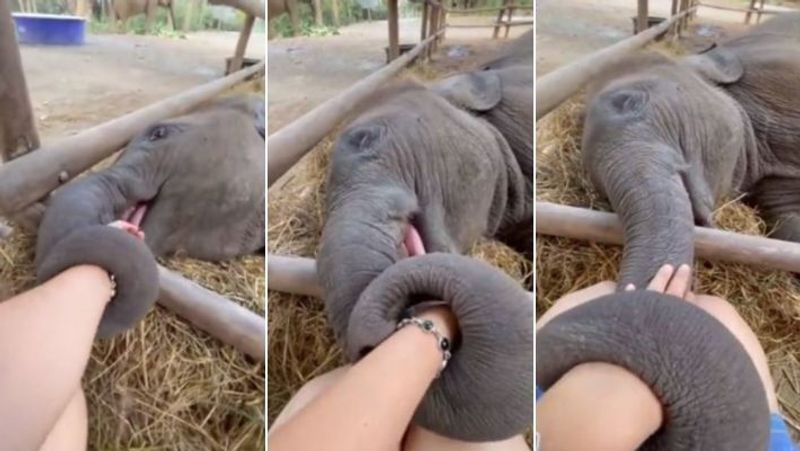 Baby elephant holds its human hand video goes viral