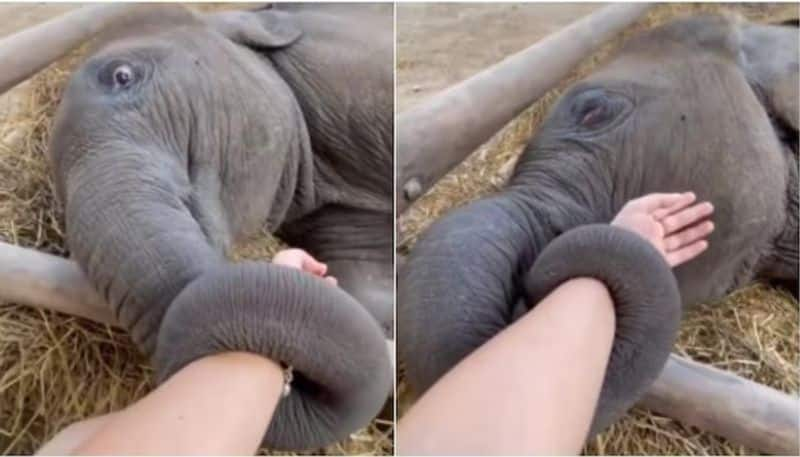 baby elephant holding its care takers hand viral video hyp 