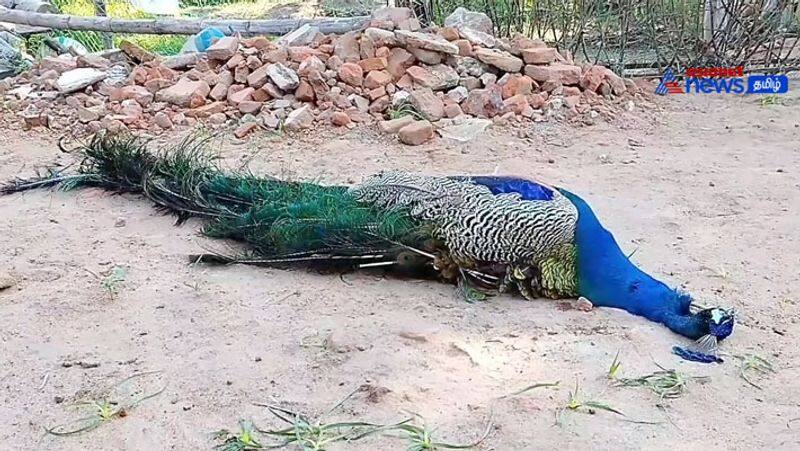 A male peacock died in electric shock! Pity the power line went down!