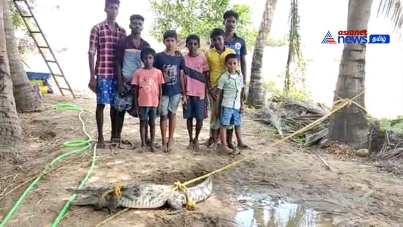 A crocodile stuck in a fish pond! - People panic in fear that there may be more in Kollidam River