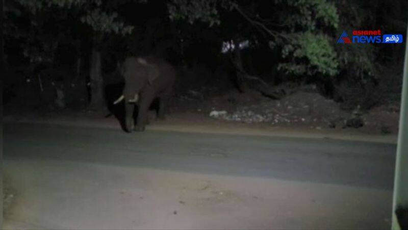 Bahubali elephant chased away the stray dog in mettupalayam 