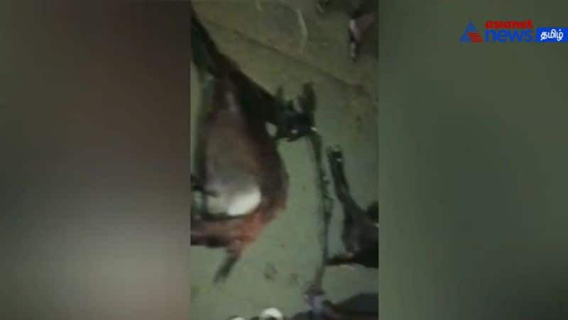 20 goats were killed when a lorry hit the grazing goats near Ariyalur! 