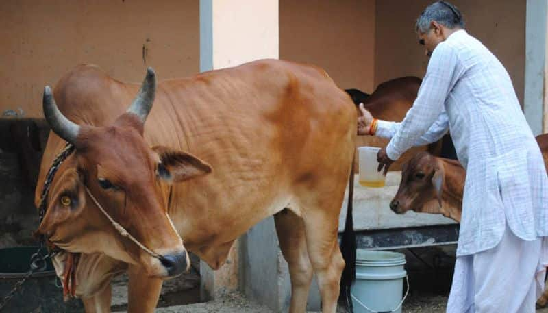 Opposition to IIT Chennai director comment that drinking cow urine cures fever KAK