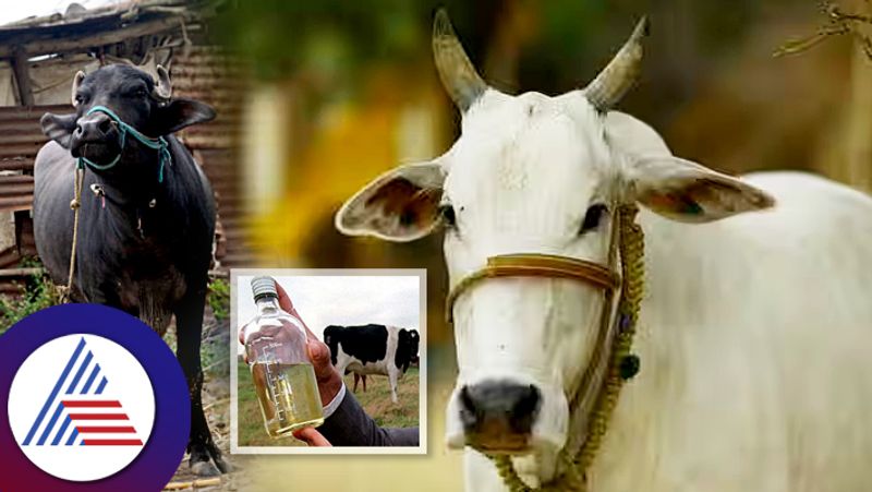 Cow Urine Unfit For Humans Says Top Animal Research Body