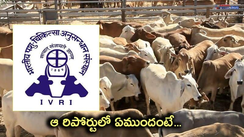 indian veterinary research institute report on cow urine-know the details