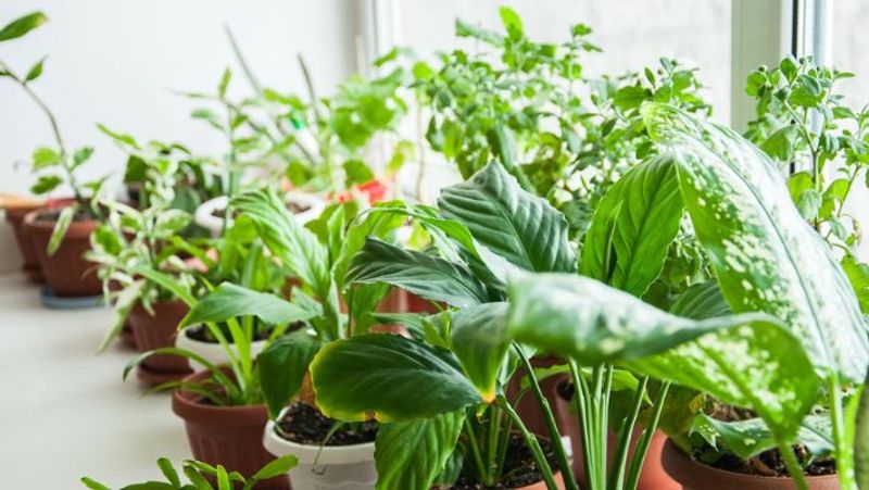 tips for plant growth during summer