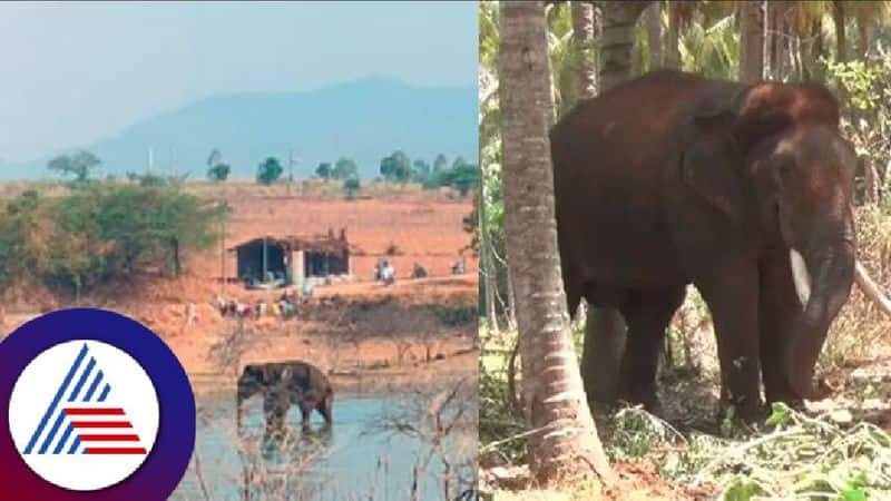 wild elephant who killed the girl was finally captured by the forest staff at davanagere rav