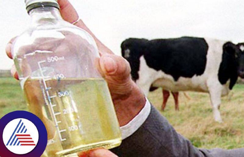 Cow Urine Unfit for Humans, Contains Harmful Bacteria, Says Veterinary Research Body Vin