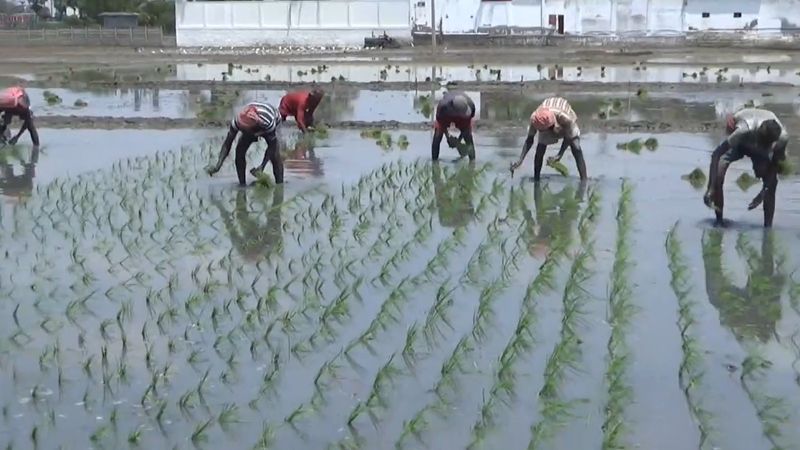 migrant workers are involved agriculture work in virudhunagar