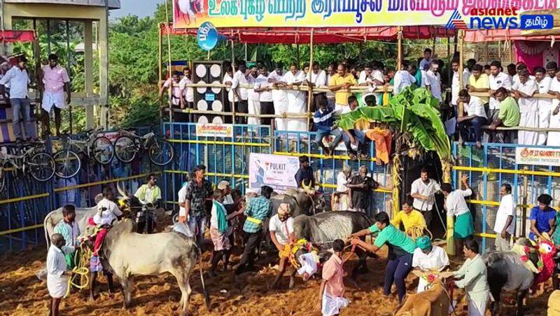 Rapoosal Temple Panguni Festival! The jallikattu begins