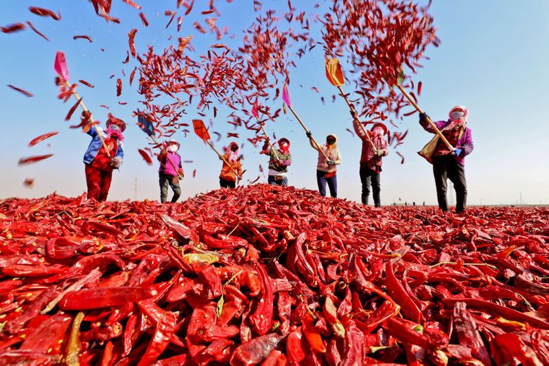 Farmers Happy For Increase in Chilli Price at Byadagi in Haveri grg