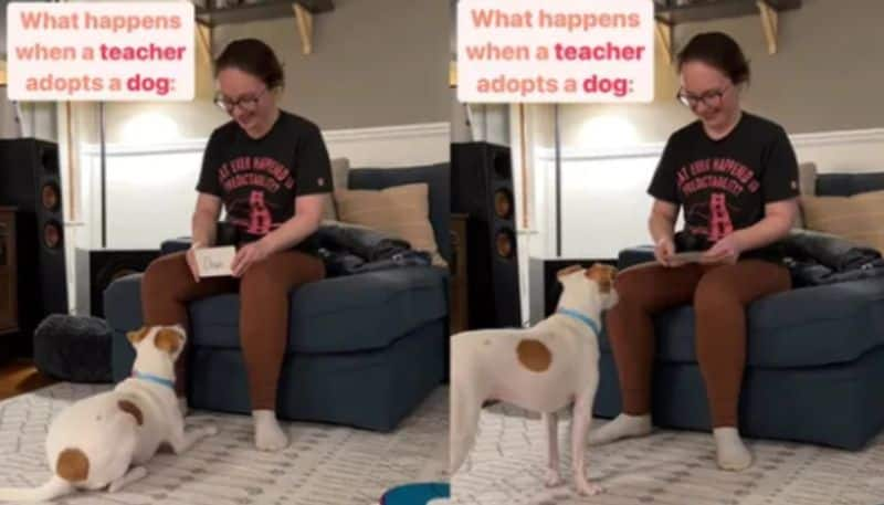 Woman Trains Dog To Perform Tricks Written On Cards azn 