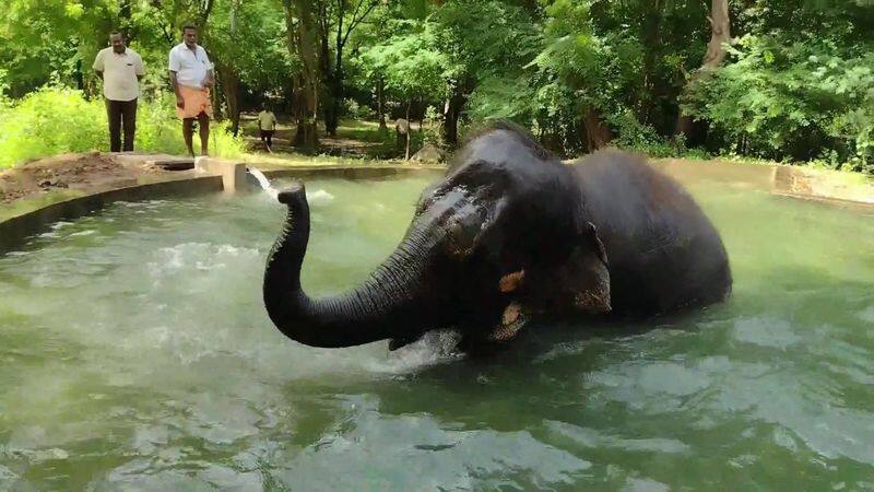 thiruparankundram murugan temple elephant bath video goes viral