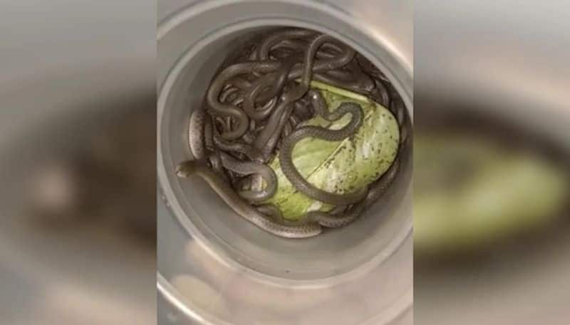 Poisonous baby snakes instead of money in ATM In Uttarakhand - bsb