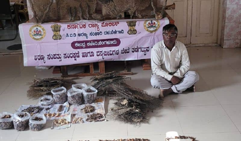 Accused Arrsted For Trafficking of wildlife organs At Belagavi gvd