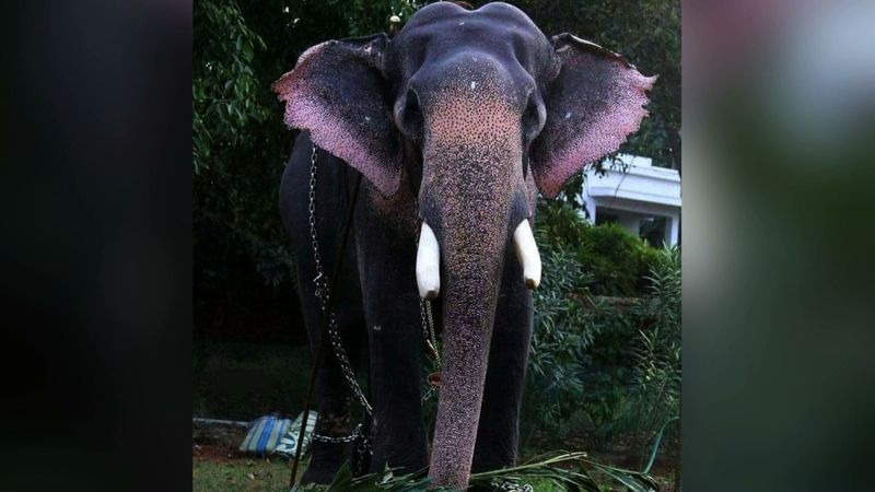 tusker paramekkavu devidasan elephant died apn 